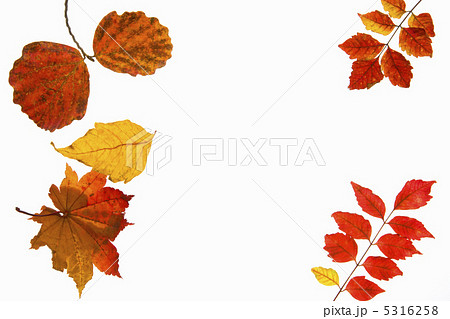紅葉 5316258