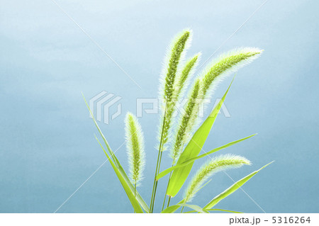 猫じゃらし 5316264