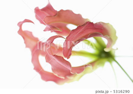 グロリオサ 5316290