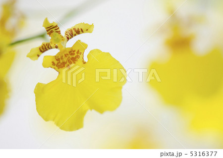 オンシジューム 5316377