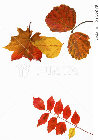 紅葉 紅葉 5316379