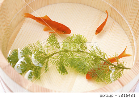 金魚 金魚 5316431