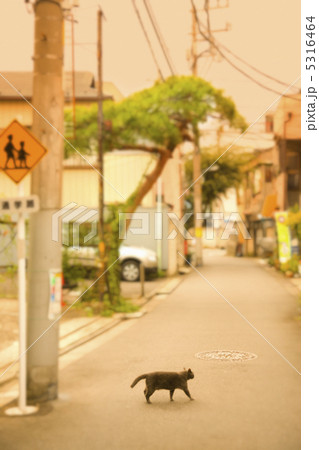 黒猫 黒猫 5316464