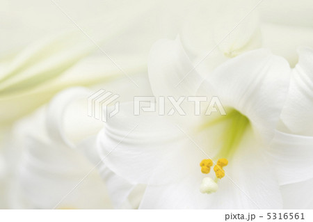 ユリ ユリ 5316561