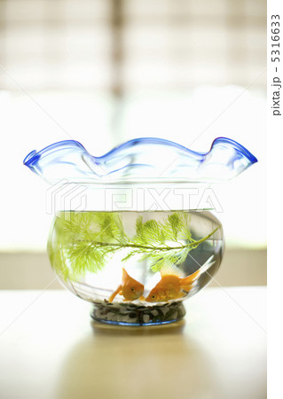 金魚 5316633