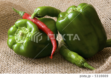 獅子唐 獅子唐 5316669