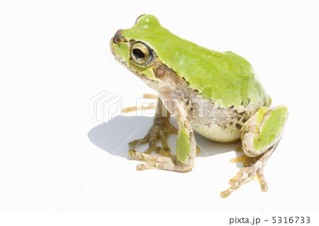 カエル 5316733