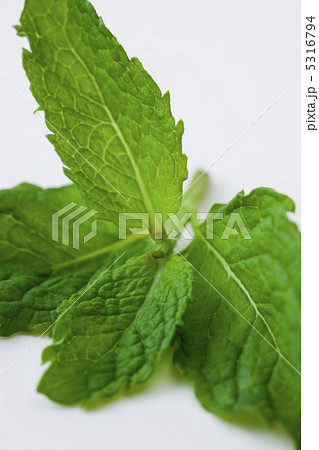 ミント ミント 5316794