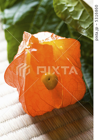 ホオズキ ホオズキ 5316860