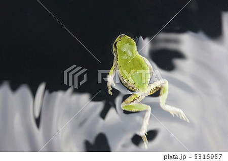 カエル 5316957