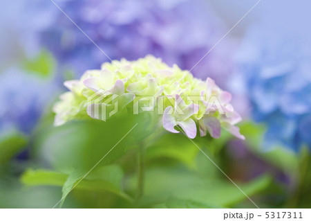 紫陽花 5317311