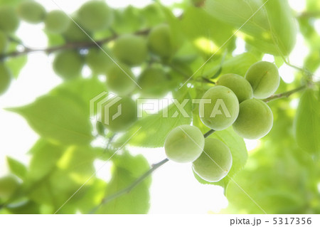 梅の実 5317356