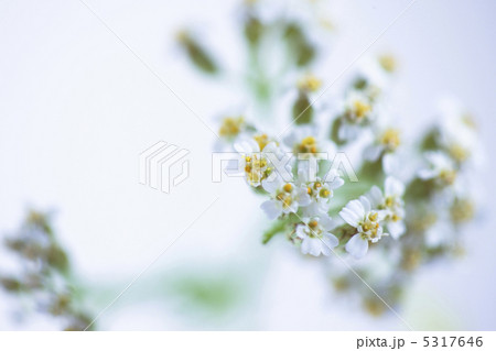 ノコギリソウ 5317646