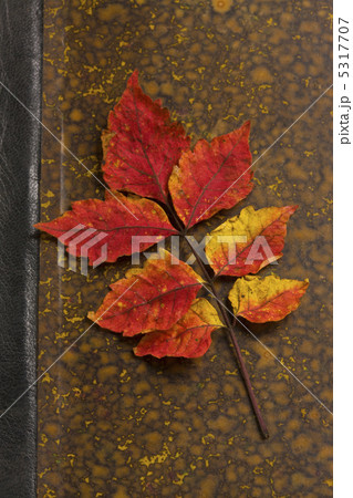 ヌルデの葉 5317707