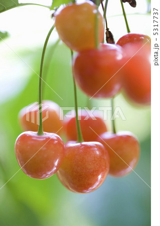 サクランボ サクランボ 5317737