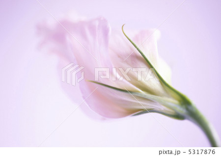 トルコキキョウ 5317876