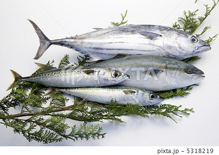 鮮魚 5318219