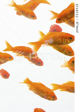 金魚 5318419