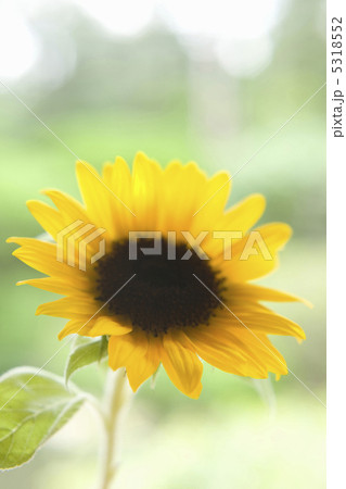 ヒマワリ ヒマワリ 5318552