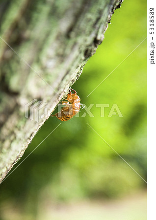 蝉の抜け殻 蝉の抜け殻 5318589