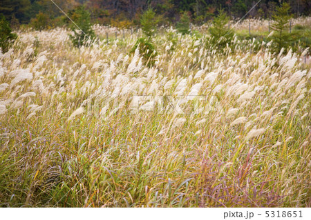 ススキ ススキ 5318651
