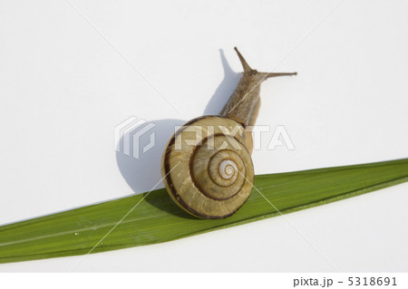 カタツムリ 5318691