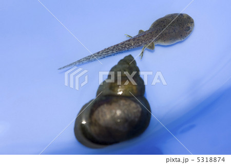 タニシとオタマジャクシ 5318874