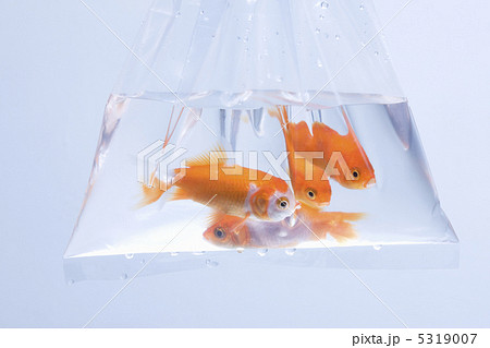 金魚 金魚 5319007