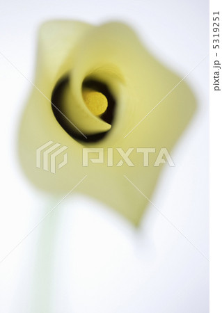 カラー カラー 5319251