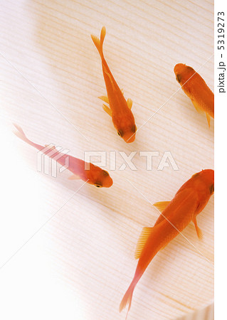 金魚 金魚 5319273