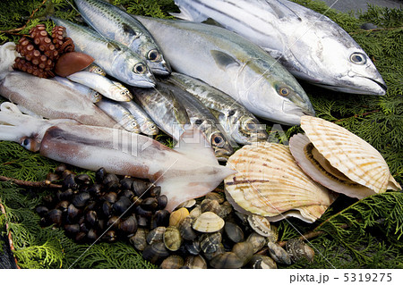鮮魚 鮮魚 5319275