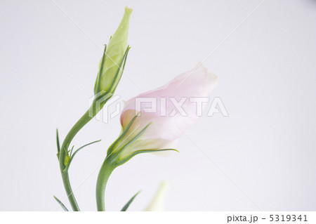 トルコキキョウ トルコキキョウ 5319341