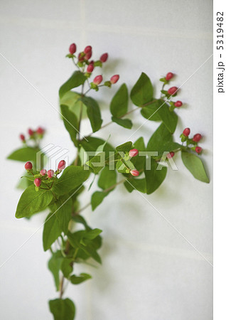 弟切草の実 5319482