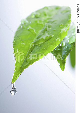 雨イメージ 雨イメージ 5319623