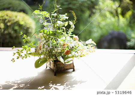 生け花 5319646