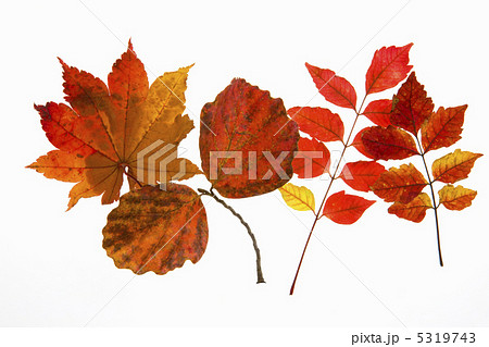 紅葉 紅葉 5319743