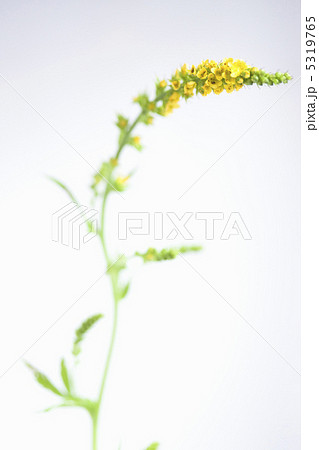 キンミズヒキ キンミズヒキ 5319765