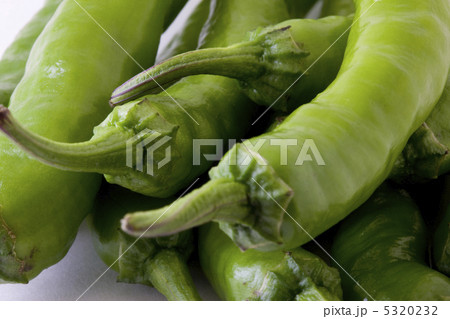 獅子唐 獅子唐 5320232