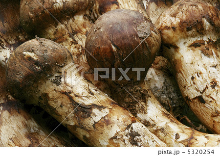 松茸 松茸 5320254