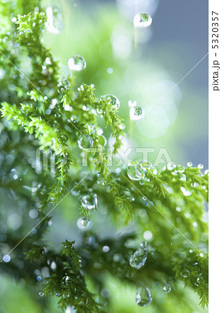 雨イメージ 雨イメージ 5320357