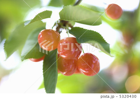 サクランボ 5320430