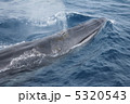 クジラ 5320543