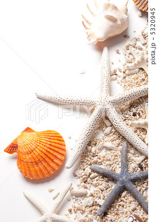 貝殻とヒトデの夏イメージ 貝殻とヒトデの夏イメージ 5320945