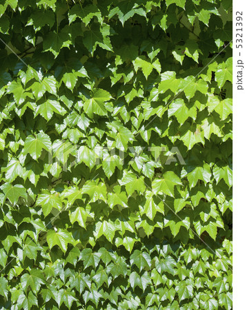 ツタのバックグラウンド 5321392