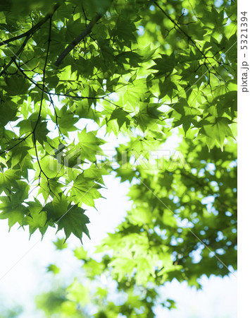 透ける葉 透ける葉 5321394