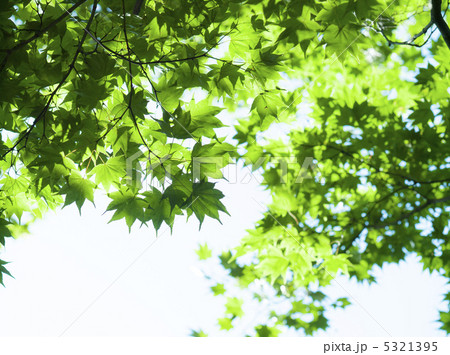 透ける葉 5321395