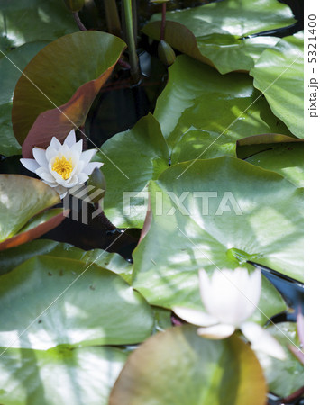 睡蓮 5321400