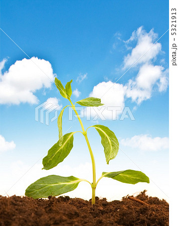 Green seedling isolated on the white background 5321913