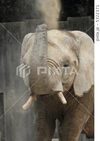 ゾウの砂浴び 5322371