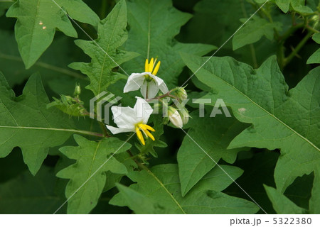 ワルナスビ 5322380